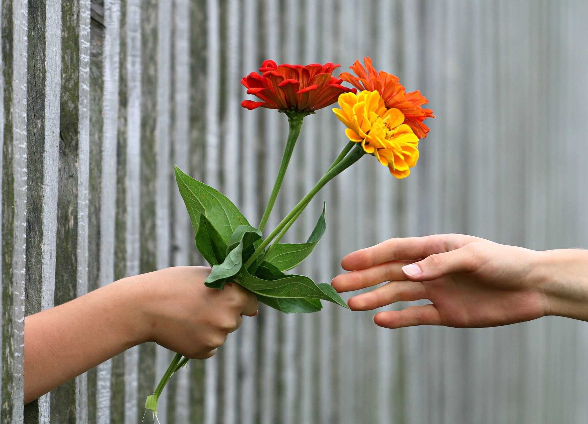 Give