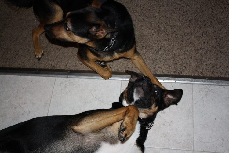 dog flu