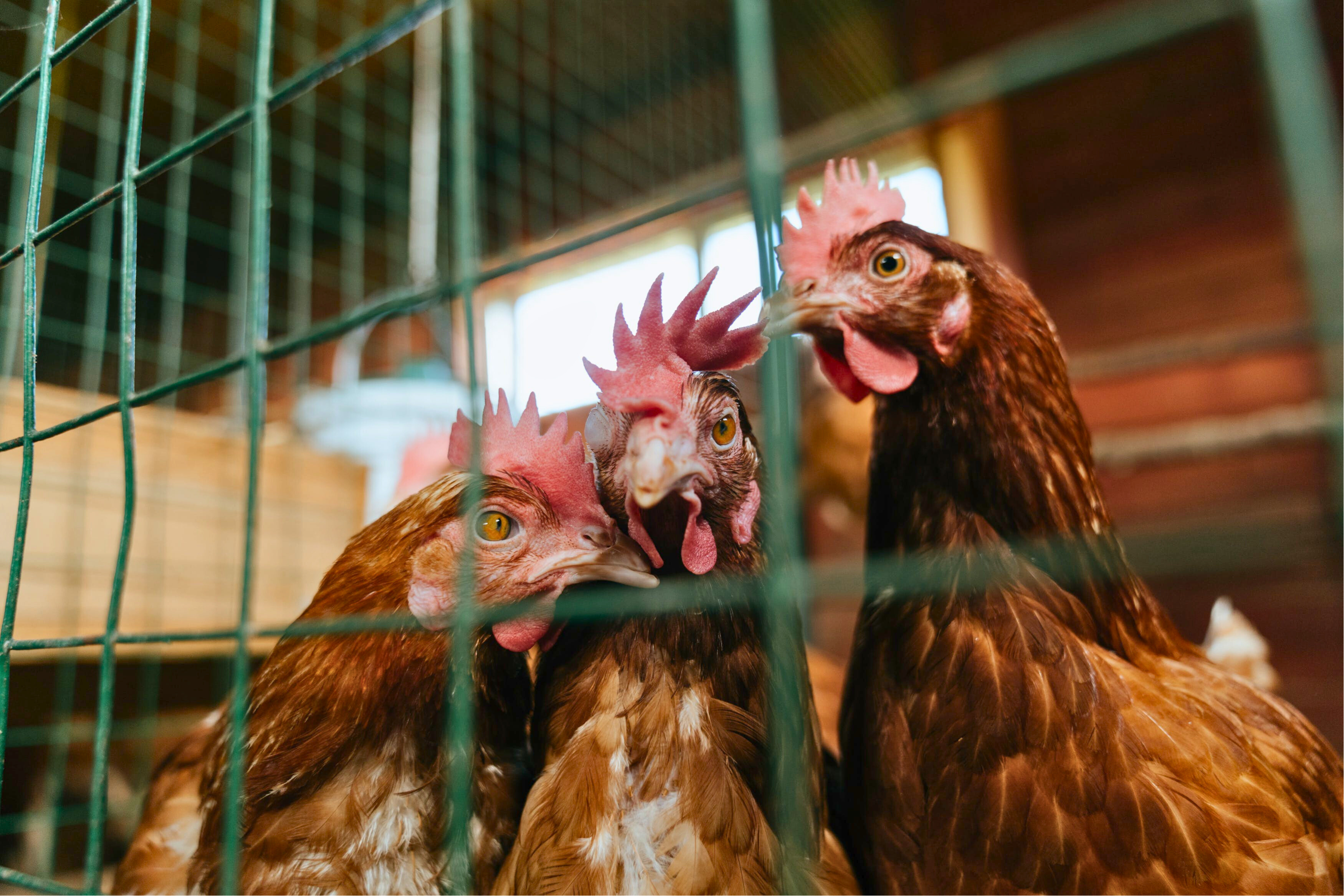 Beginner's Guide to Homesteading LIVESTOCK