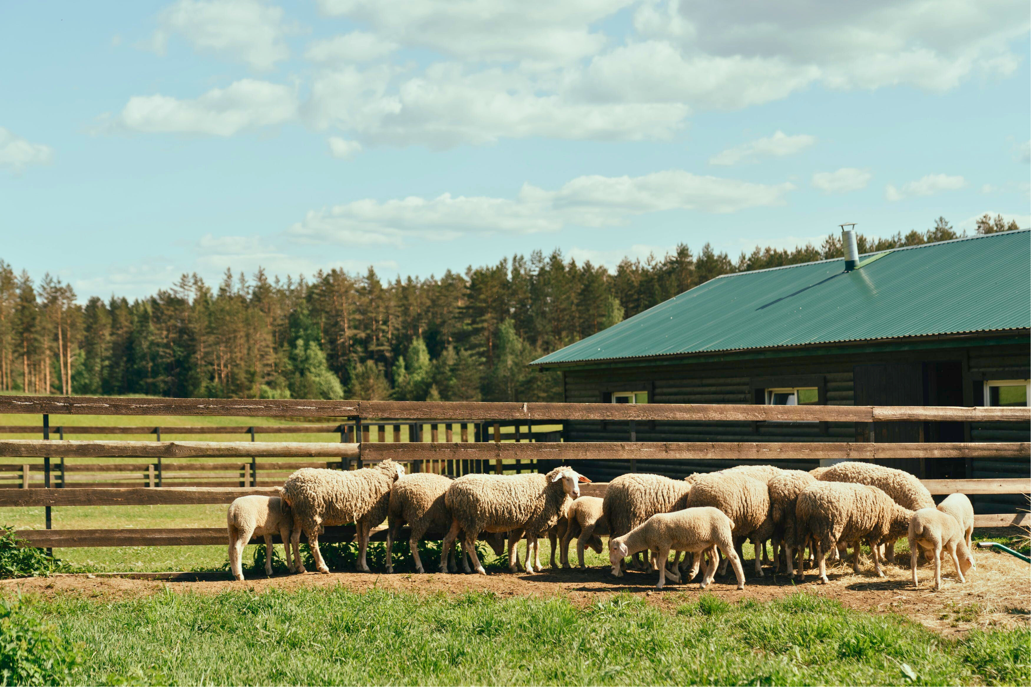 Beginner's Guide to Homesteading