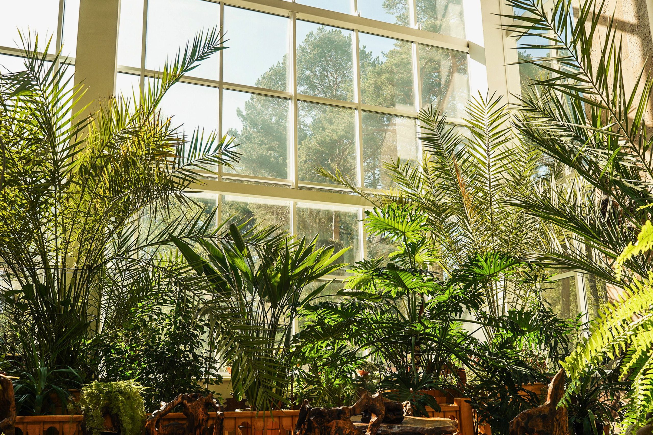 Indoor Plants