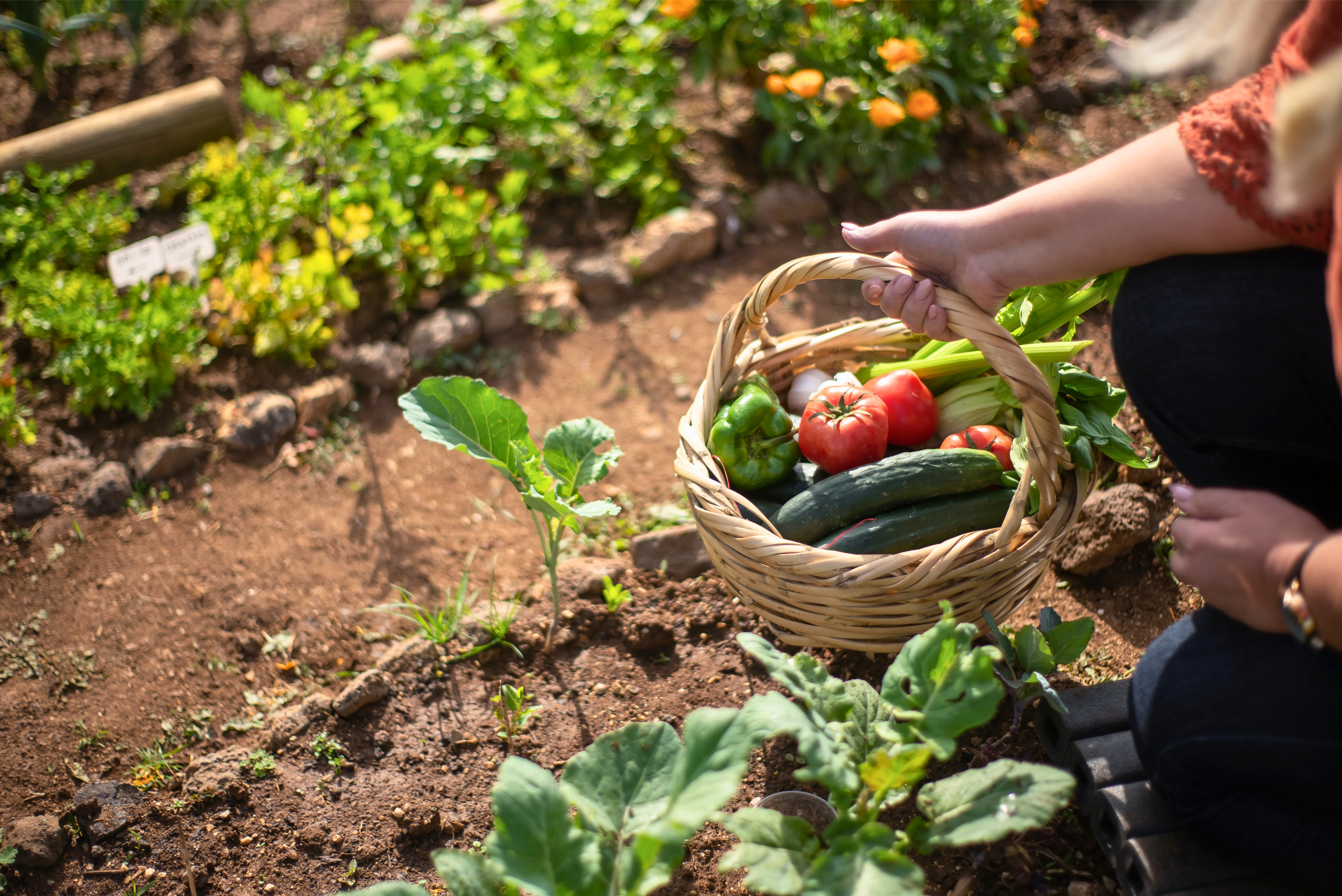 Beginner's Guide to Homesteading GARDEN