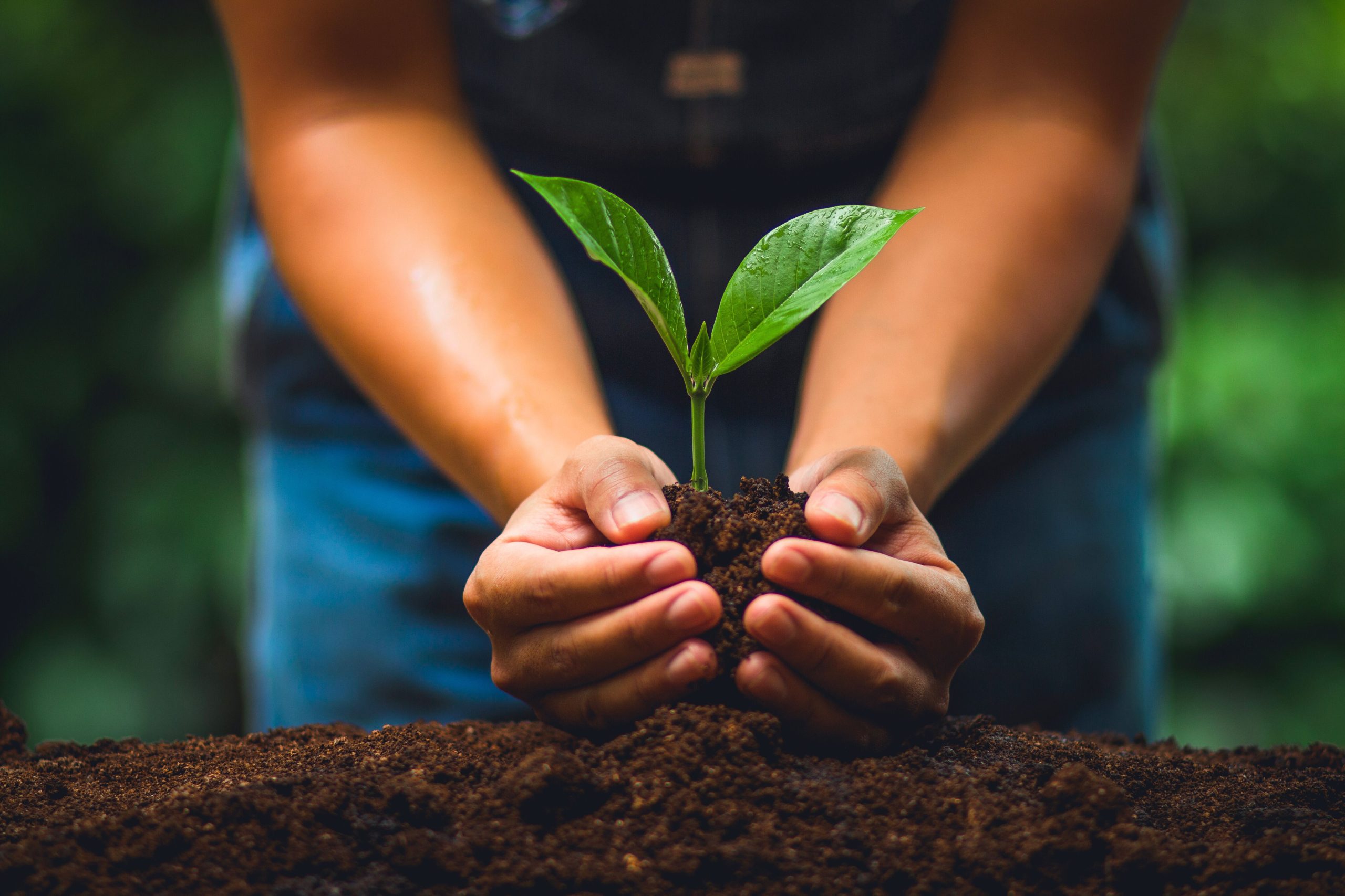 Ways to Live a Greener Life ~ Tree Planting Campaigns