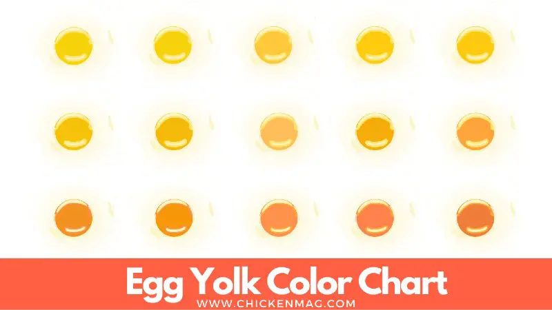 Egg yolk color chart